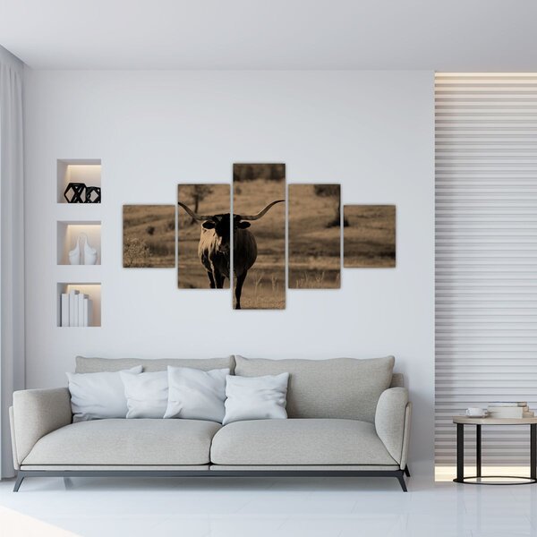 Obraz - Krowa z Teksasu (125x70 cm)