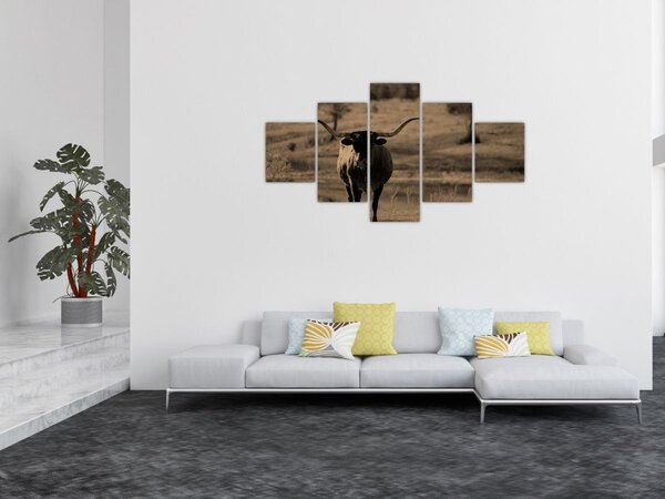 Obraz - Krowa z Teksasu (125x70 cm)