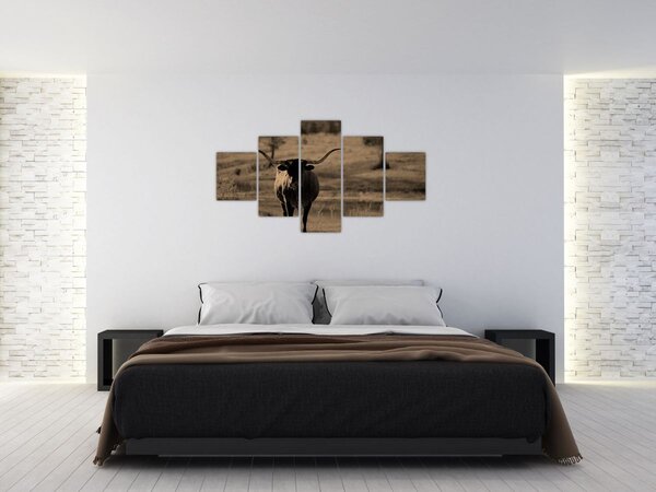 Obraz - Krowa z Teksasu (125x70 cm)