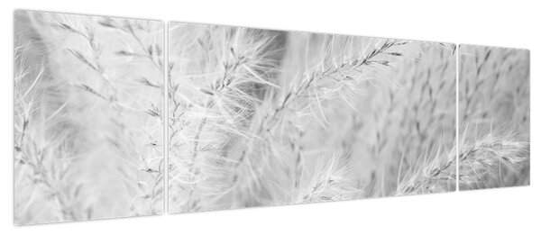 Obraz - Trawa pampasowa N⁰1 (170x50 cm)