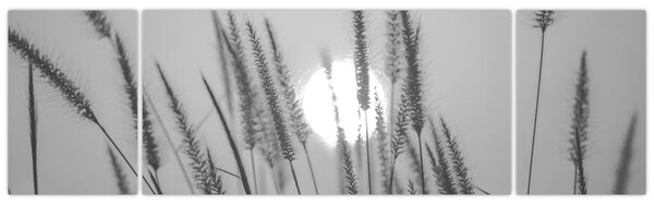 Obraz - Łąka o zachodzie słońca (170x50 cm)
