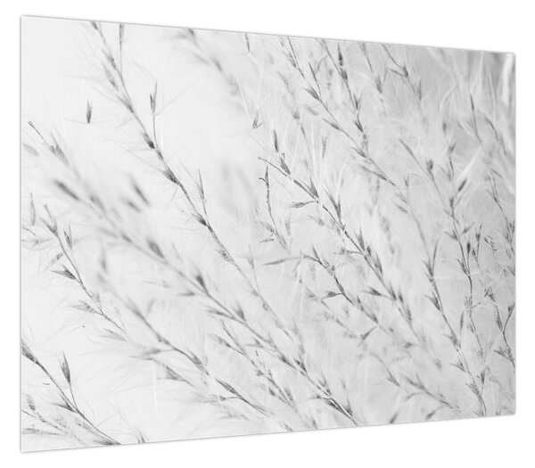 Obraz - Trawa pampasowa N⁰2 (70x50 cm)