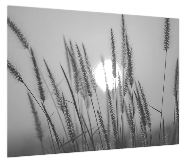 Obraz - Łąka o zachodzie słońca (70x50 cm)