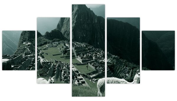 Obraz - Lamy w Machu Picchu w Peru (125x70 cm)