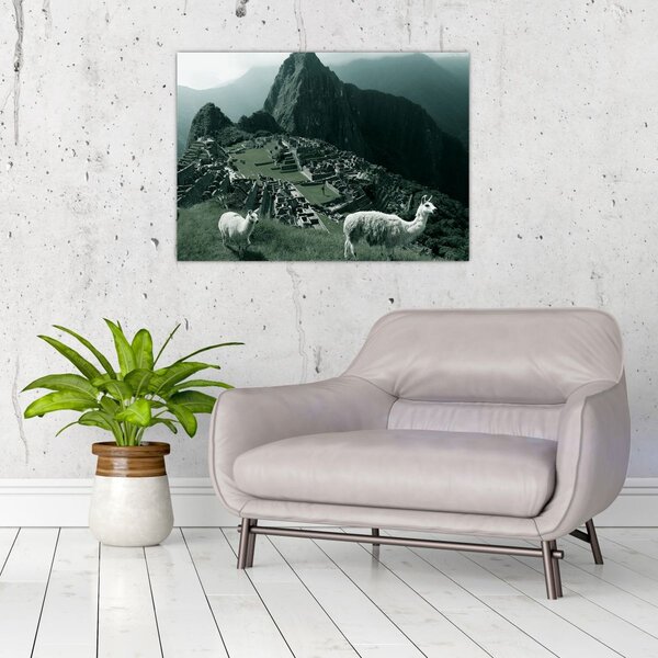 Obraz - Lamy w Machu Picchu w Peru (70x50 cm)