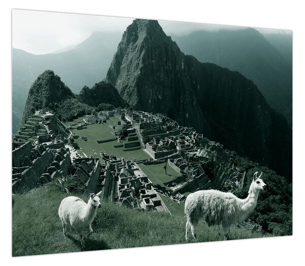 Obraz - Lamy w Machu Picchu w Peru (70x50 cm)