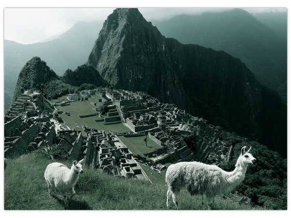 Obraz - Lamy w Machu Picchu w Peru (70x50 cm)