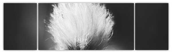 Obraz - Czarno-biała trawa bawełniana (170x50 cm)
