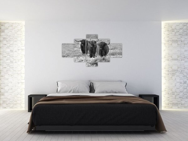 Obraz - Szkockie krowy (125x70 cm)