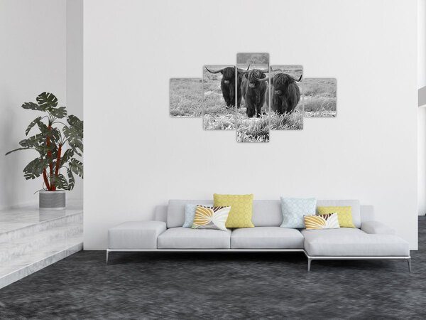 Obraz - Szkockie krowy (125x70 cm)