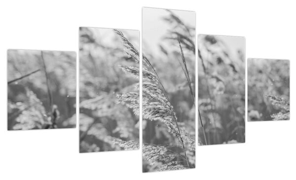 Obraz - Trawa na wietrze (125x70 cm)