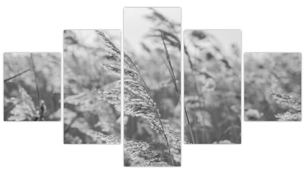 Obraz - Trawa na wietrze (125x70 cm)