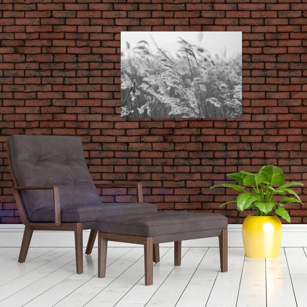 Obraz - Trawa na wietrze (70x50 cm)