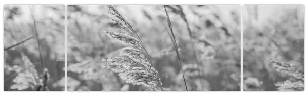Obraz - Trawa na wietrze (170x50 cm)