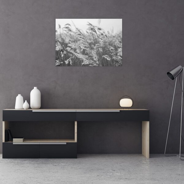 Obraz - Trawa na wietrze (70x50 cm)