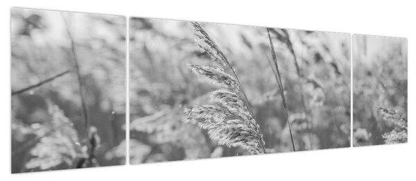 Obraz - Trawa na wietrze (170x50 cm)