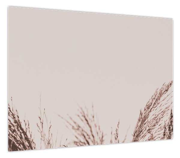 Obraz - Suszona trawa (70x50 cm)