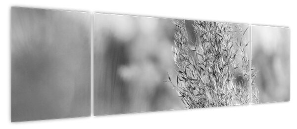 Obraz - Trawa pampasowa Boho (170x50 cm)