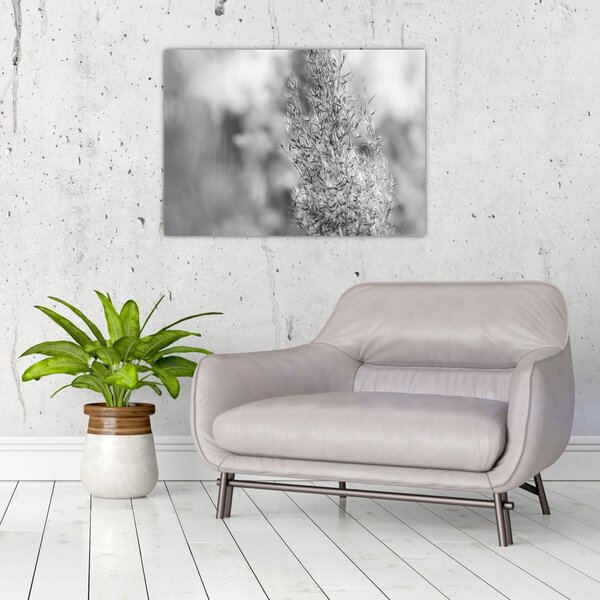 Obraz - Trawa pampasowa Boho (70x50 cm)