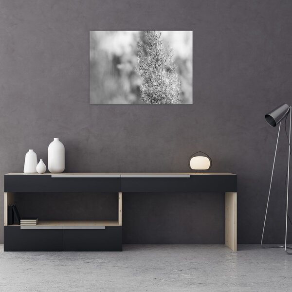 Obraz - Trawa pampasowa Boho (70x50 cm)