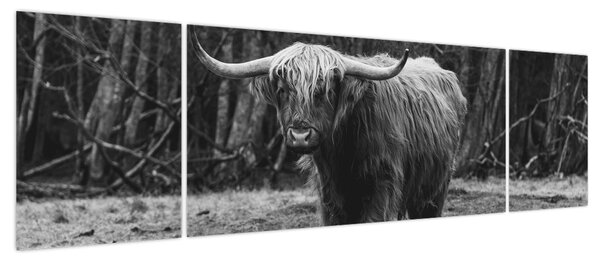 Obraz - Szkocka krowa (170x50 cm)