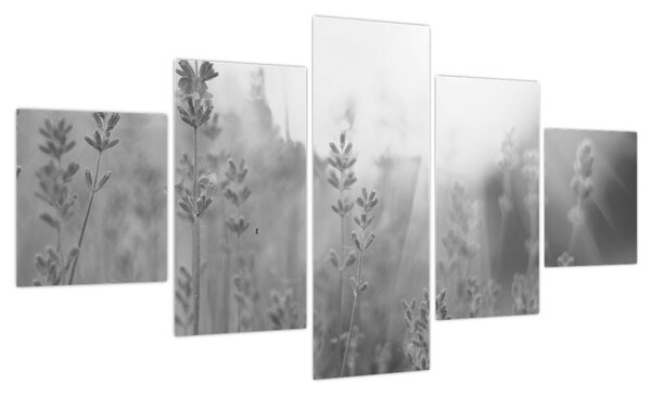 Obraz - Lawenda (125x70 cm)