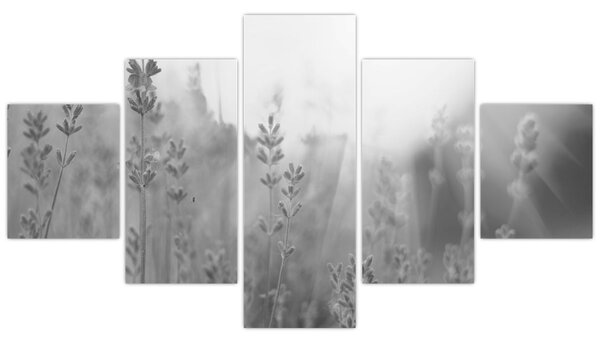 Obraz - Lawenda (125x70 cm)