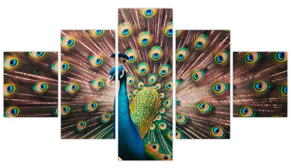 Obraz - Paw (125x70 cm)