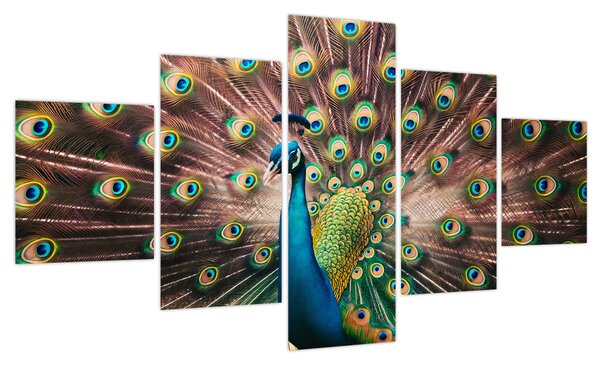Obraz - Paw (125x70 cm)