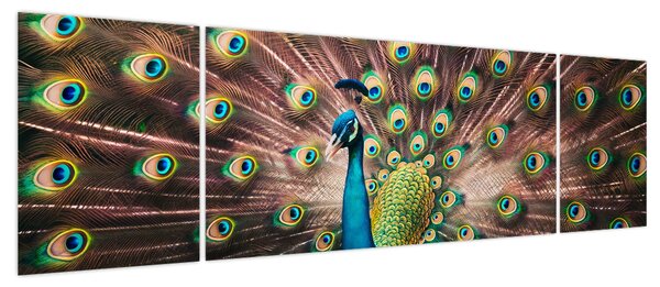 Obraz - Paw (170x50 cm)