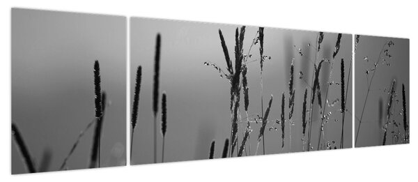 Obraz - źdźbła trawy (170x50 cm)