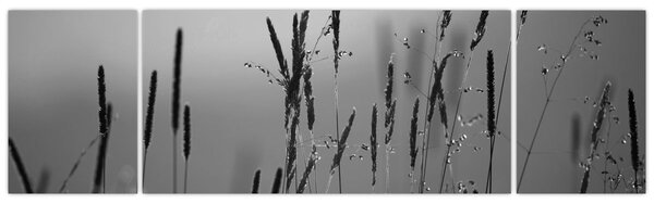 Obraz - źdźbła trawy (170x50 cm)