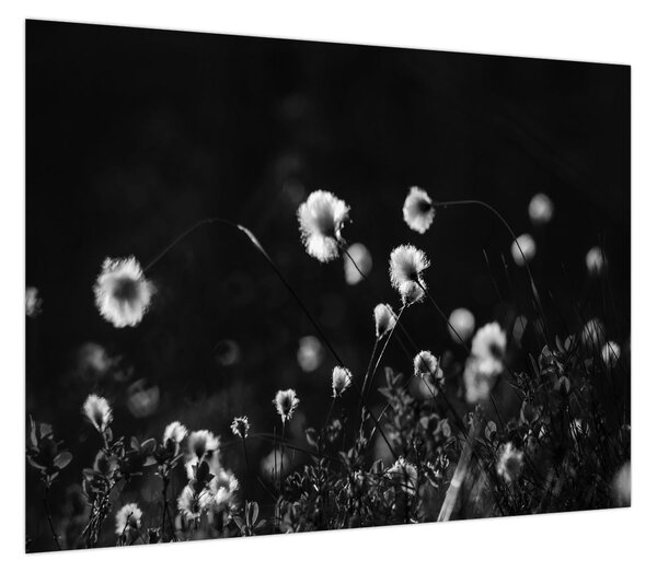 Obraz - Łąka z trawą bawełnianą N⁰1 (70x50 cm)