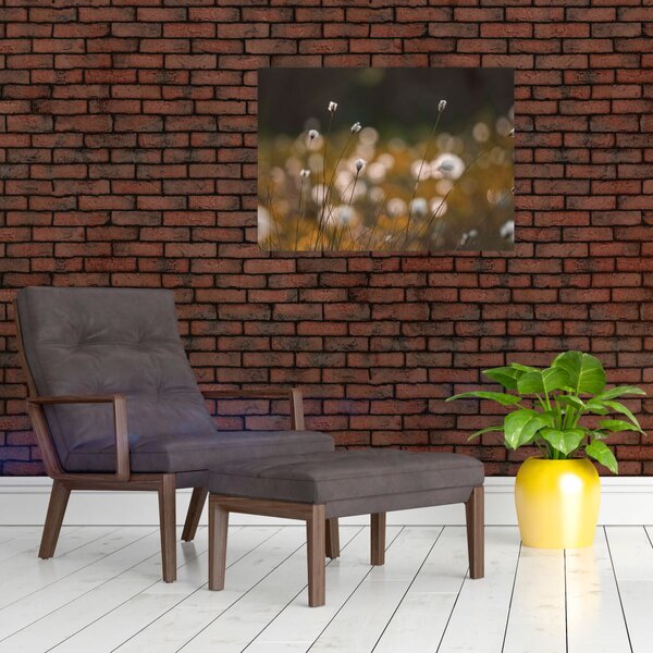 Obraz - Łąka z trawą bawełnianą N⁰2 (70x50 cm)