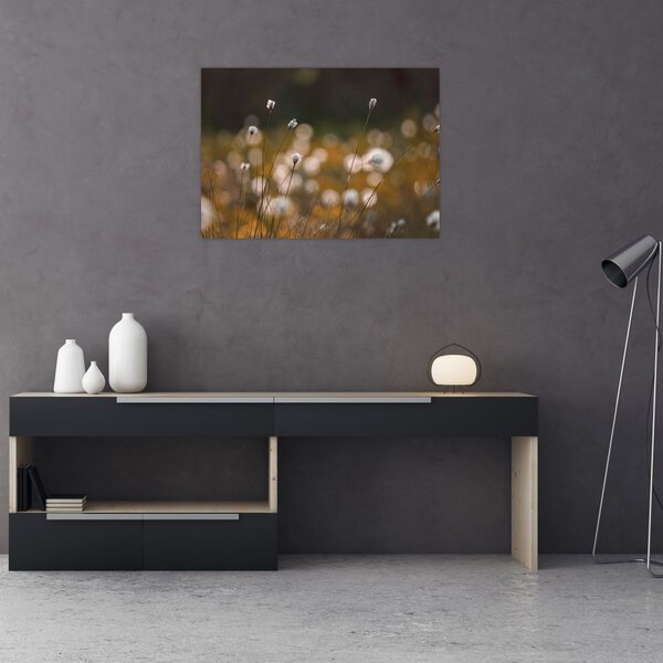 Obraz - Łąka z trawą bawełnianą N⁰2 (70x50 cm)