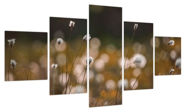 Obraz - Łąka z trawą bawełnianą N⁰2 (125x70 cm)