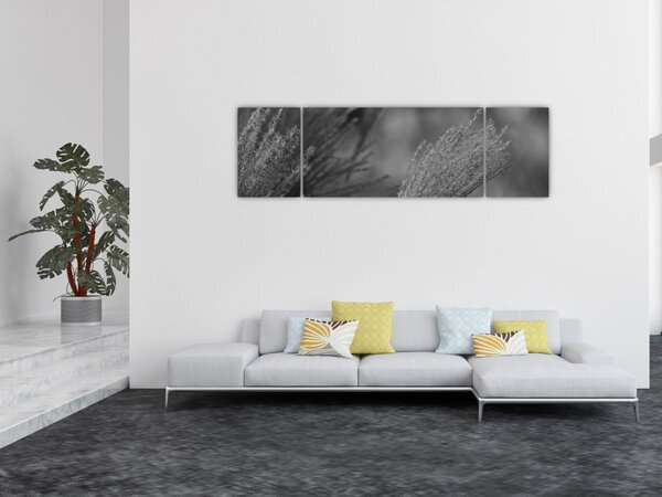 Obraz - Suszona trawa pampasowa (170x50 cm)
