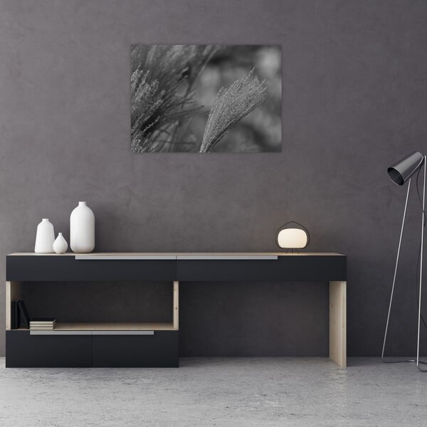 Obraz - Suszona trawa pampasowa (70x50 cm)