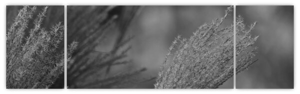 Obraz - Suszona trawa pampasowa (170x50 cm)