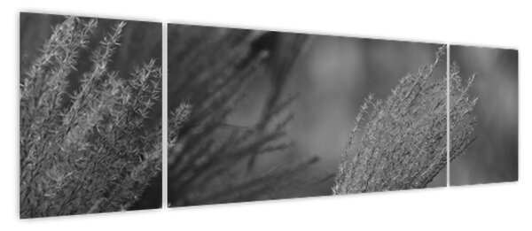 Obraz - Suszona trawa pampasowa (170x50 cm)