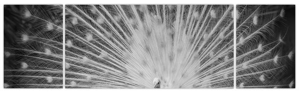 Obraz - Biały paw (170x50 cm)