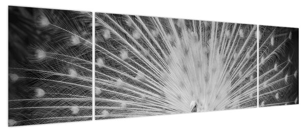 Obraz - Biały paw (170x50 cm)