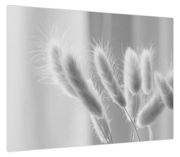 Obraz - Trawa z króliczym ogonkiem (70x50 cm)