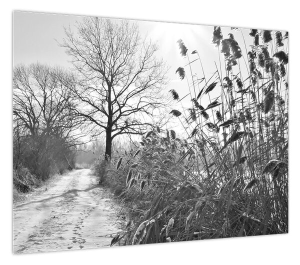 Obraz - Pola w zimie (70x50 cm)