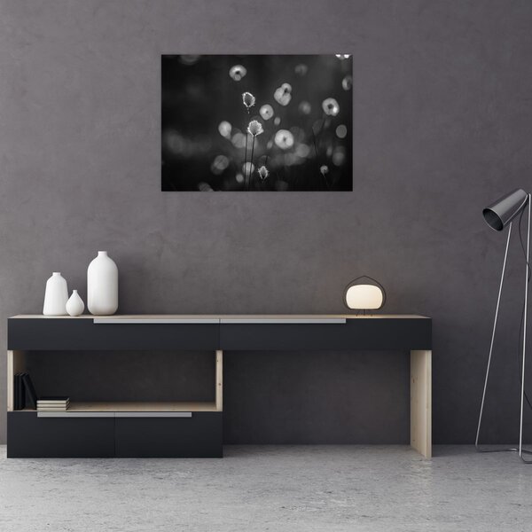 Obraz - Trawa bawełniana na łące (70x50 cm)