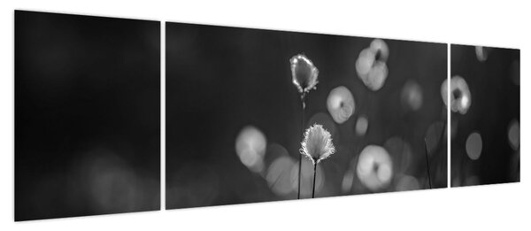 Obraz - Trawa bawełniana na łące (170x50 cm)