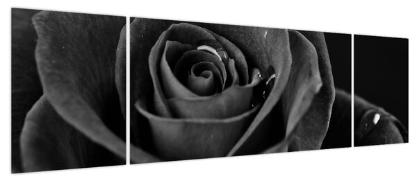 Obraz - Czerwona róża (170x50 cm)