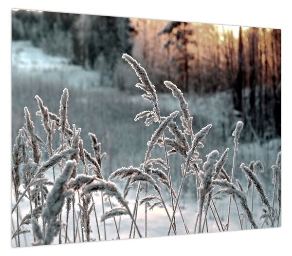 Obraz - Frozen Meadow (70x50 cm)