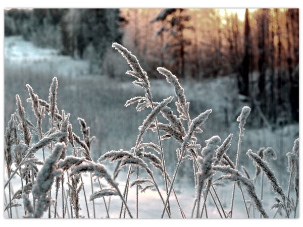 Obraz - Frozen Meadow (70x50 cm)