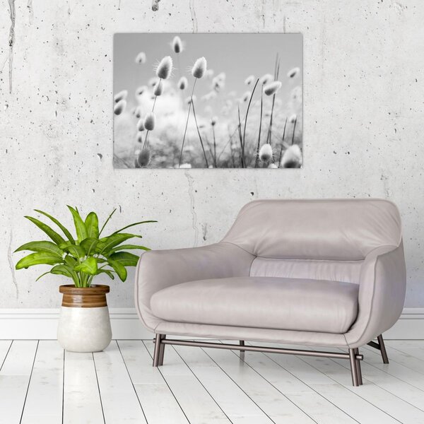 Obraz - Trawa z ogonkiem króliczka Boho (70x50 cm)